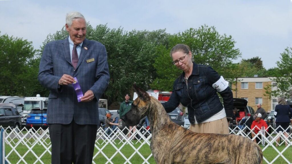 Sandy Mauck, breeder of BNB Danes, DiolaDanes & Hi-Class Danes