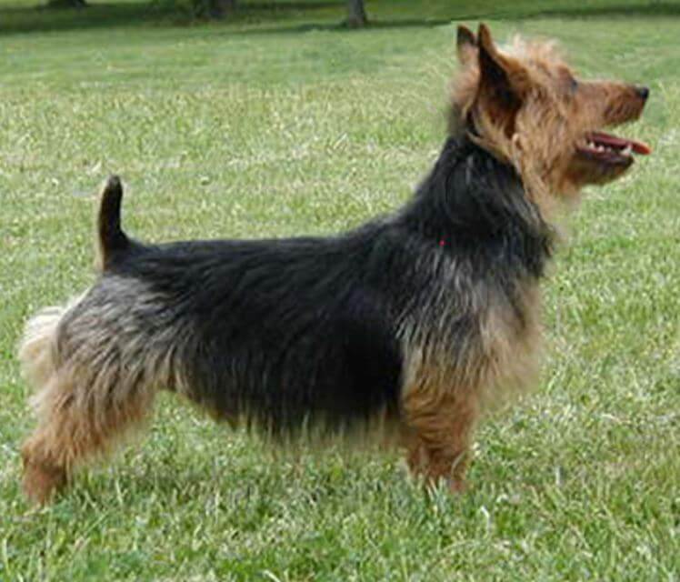 Judging the Australian Terrier