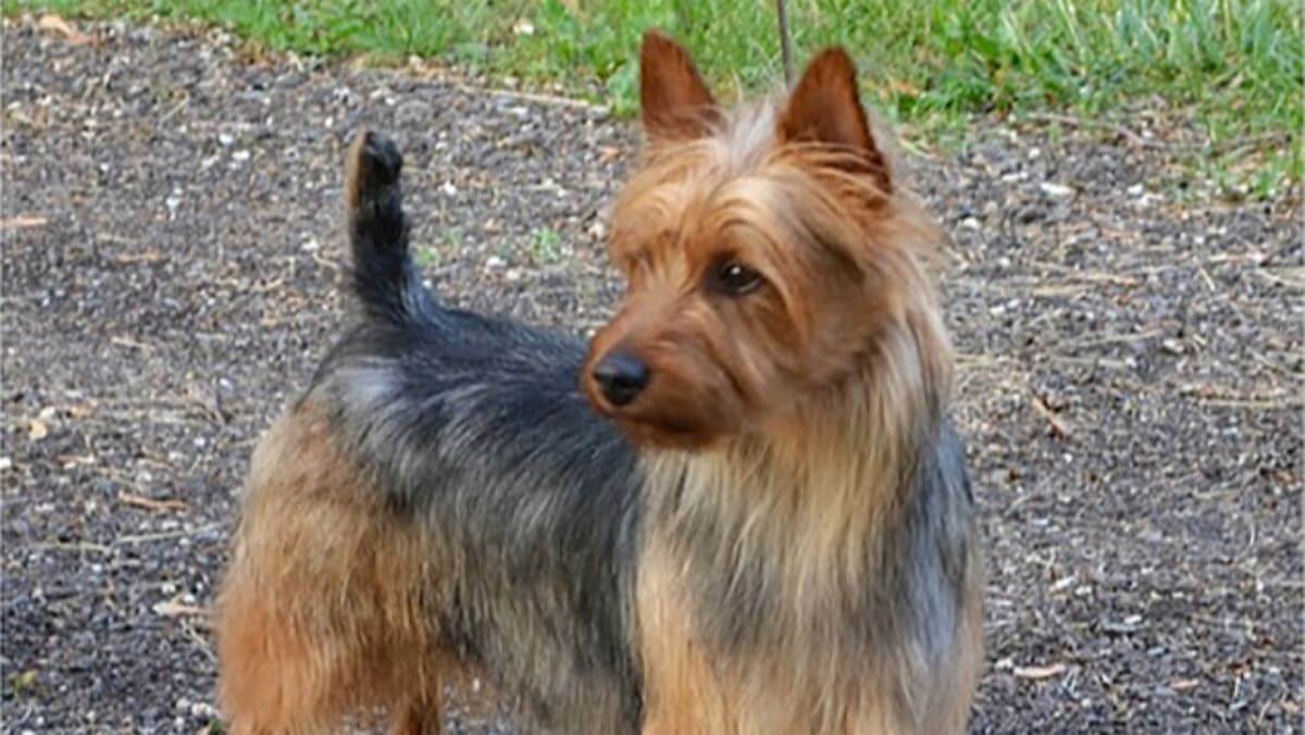 Australian Terrier