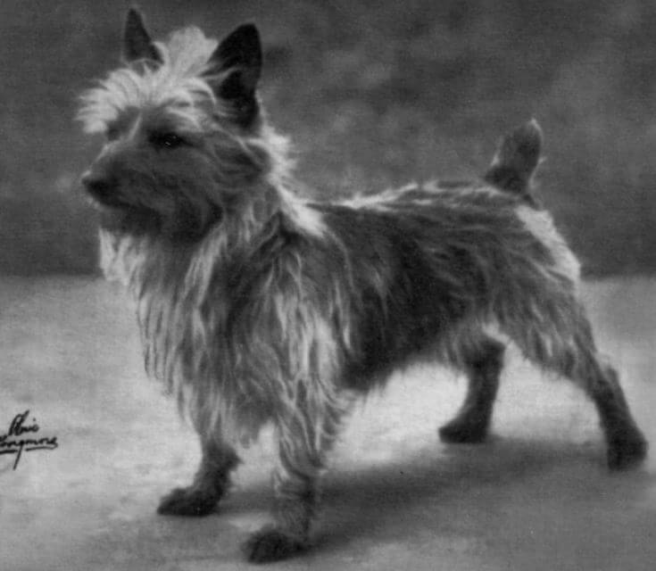 Judging the Australian Terrier