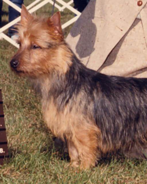 Judging the Australian Terrier