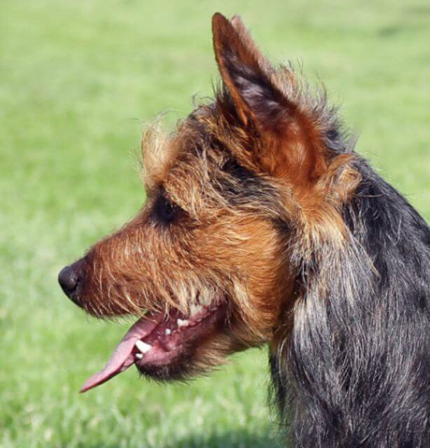 Judging the Australian Terrier