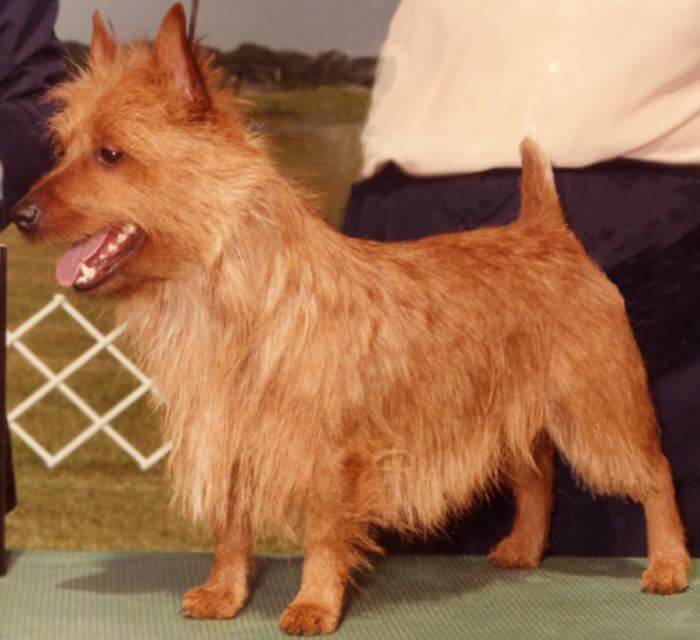 Judging the Australian Terrier