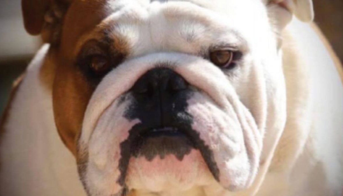 Close-up head photo of a Bulldog