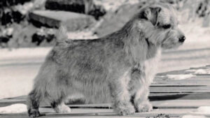 Black and white side photo of a Norfolk Terrier.