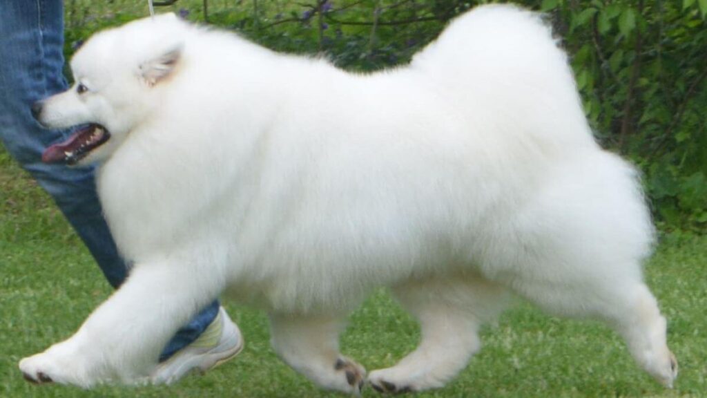American Eskimo Dog