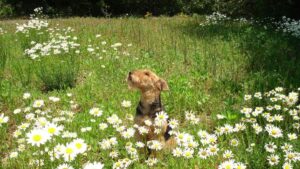 Airedale Terrier outside in the field of flowers.