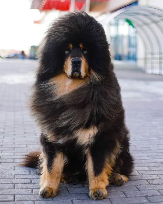 Purebred Tibetan Mastiff sitting on a pavement in front of a store.