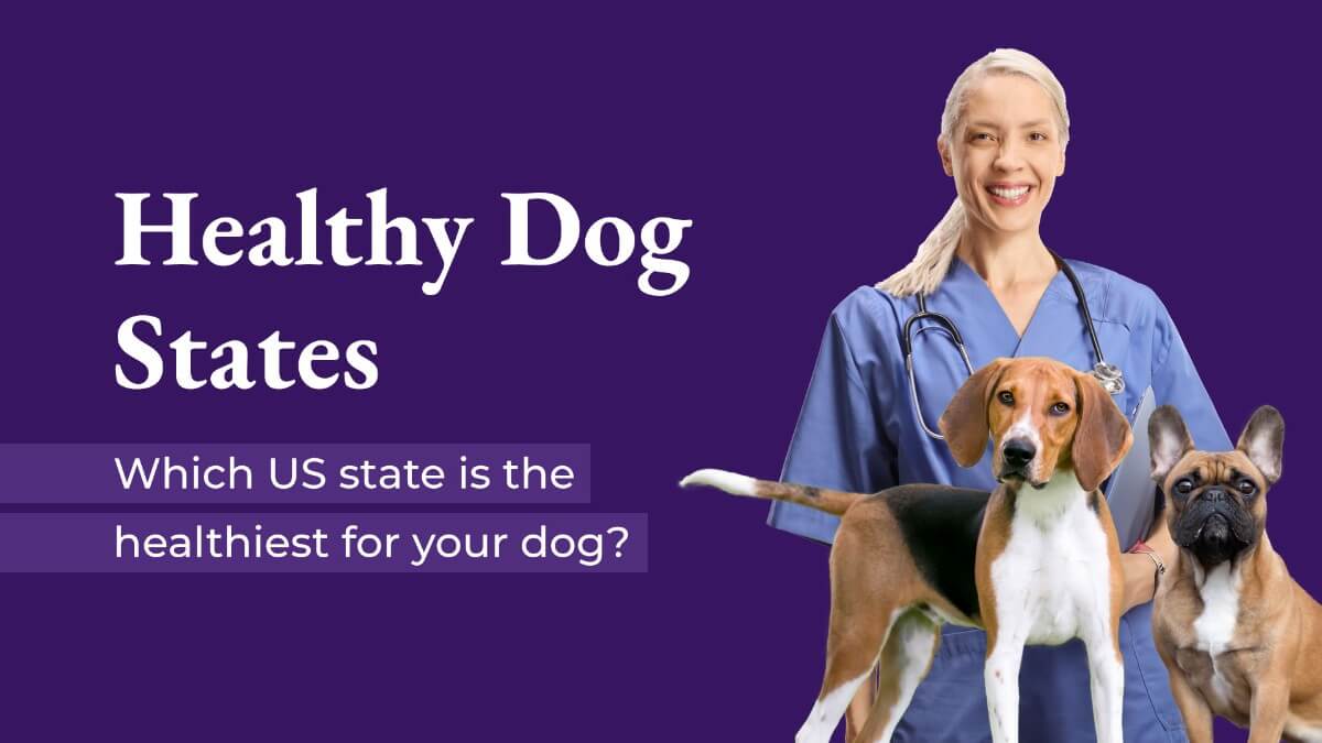 Healthy Dog States - Which US state is the healthiest for your dog?