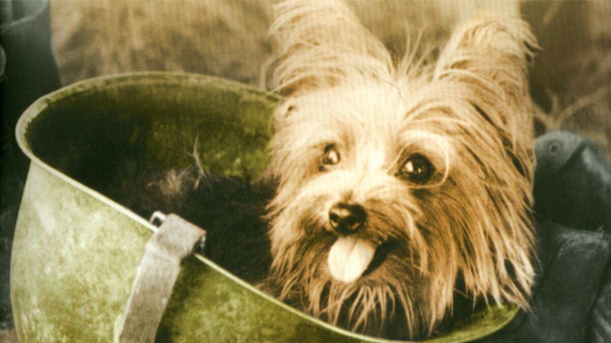 Yorkshire Terrier