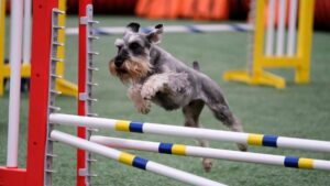 Miniature Schnauzer jumping over an obstacle in Agility.