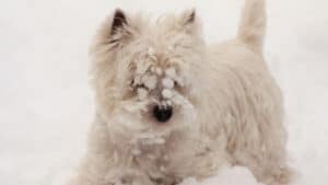 West Highland White Terrier playing in the snow.