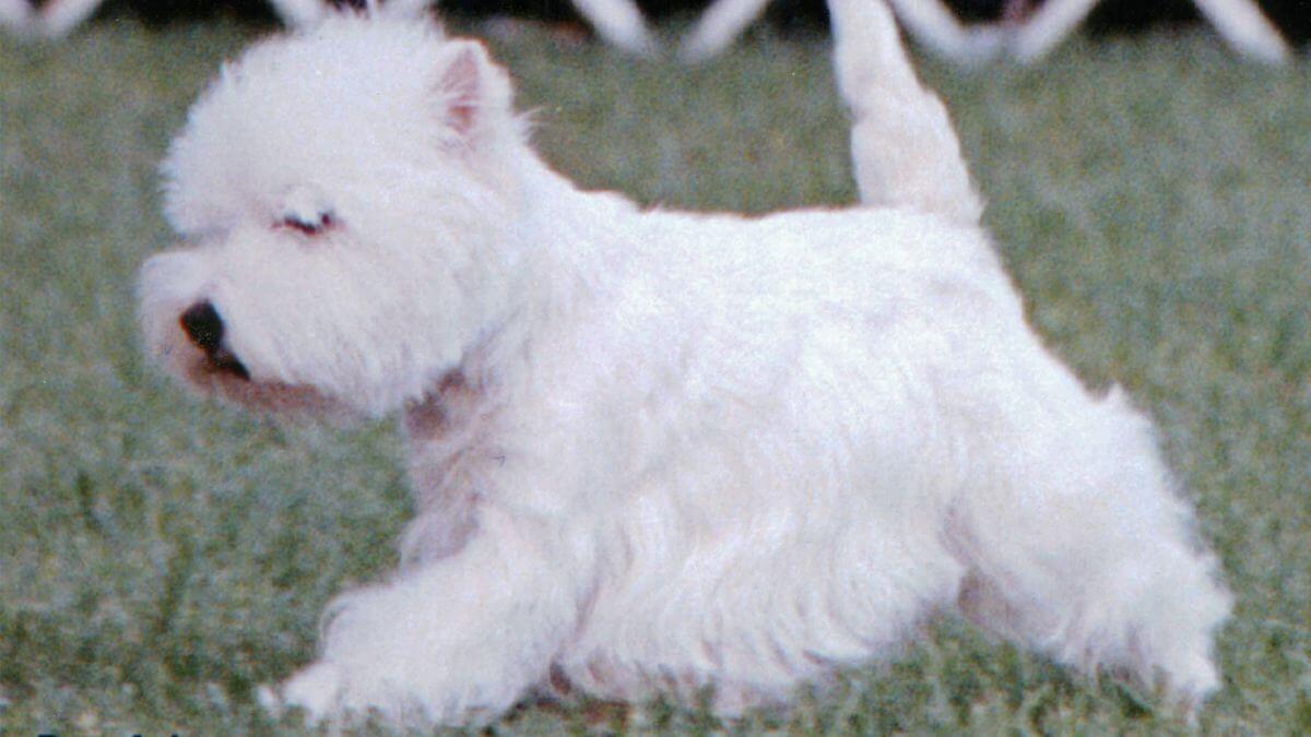 West Highland White Terrier