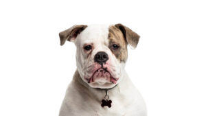 Close-up cropped head photo of an American Bulldog, isolated on white background.