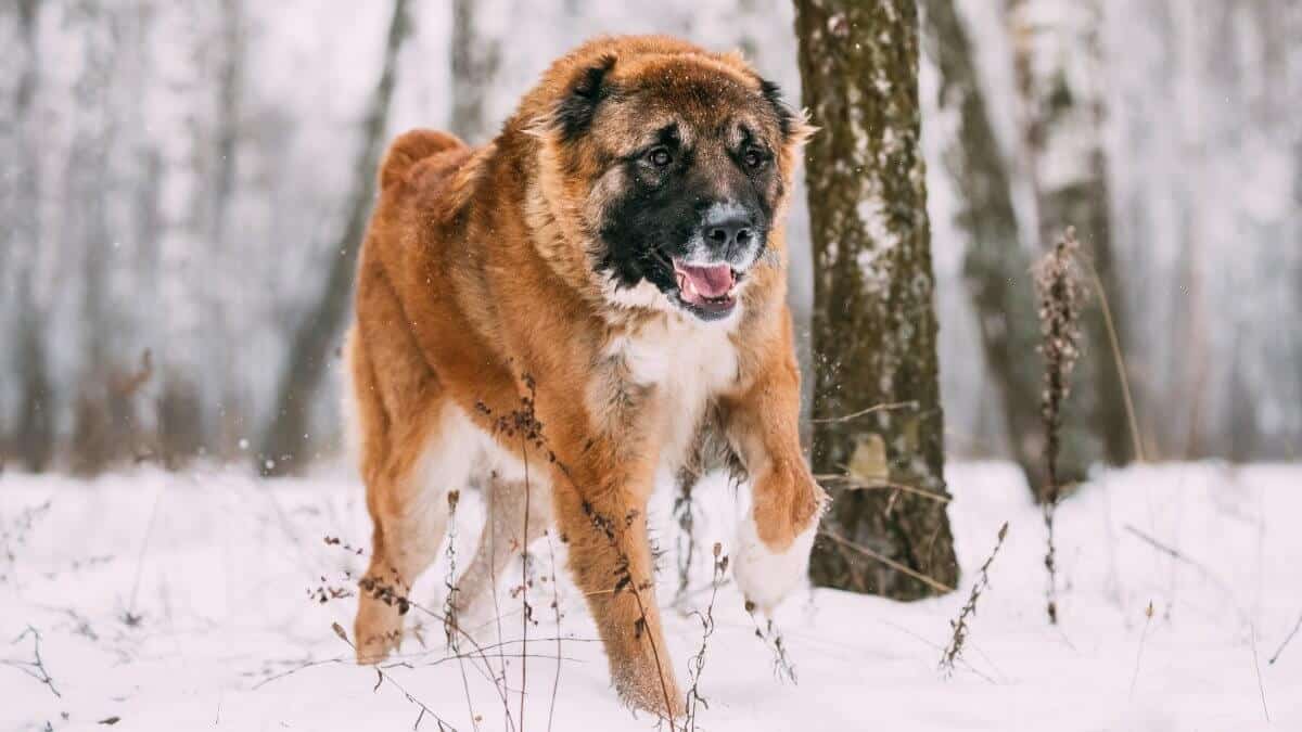 Caucasian Shepherd Dog (Caucasian Ovcharka) running outdoor in snowy forest at winter day.