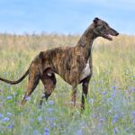 Greyhound standing on grass field over blue sky bagkground