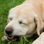 Fawn Labrador Retriever dog eating carrot on green grass.