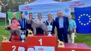 Lagotto Romagnolo at a dog show