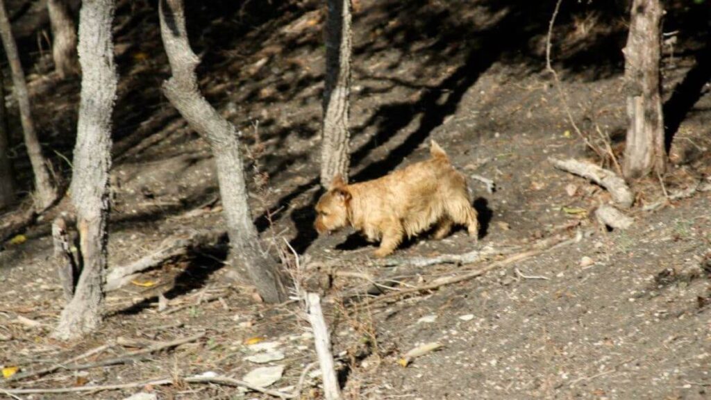 Norfolk Terrier