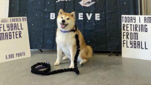 Shiba Inu