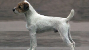 Judging the Parson Russell Terrier