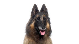 Close-up head photo of a Belgian Tervuren, isolated on white background.