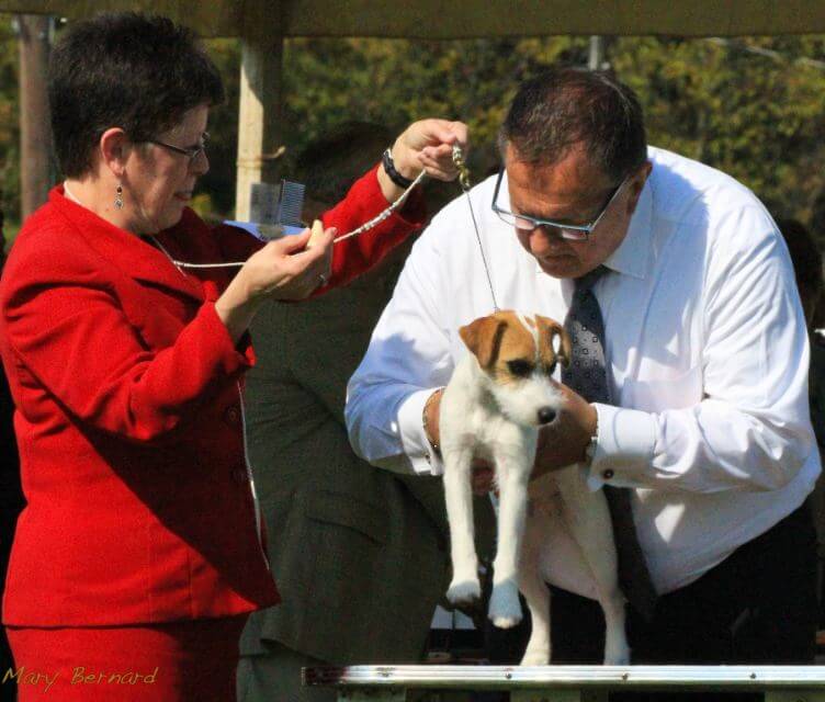 Judging the Parson Russell Terrier