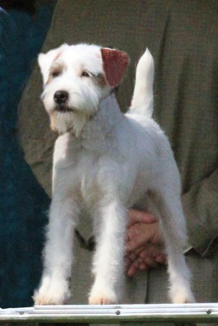 Judging the Parson Russell Terrier