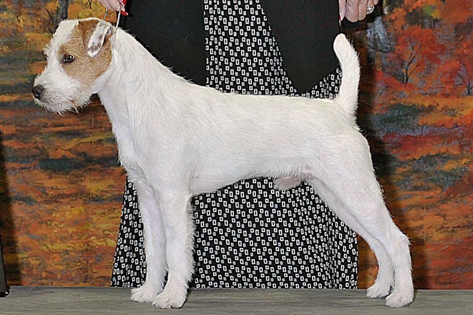 Judging the Parson Russell Terrier