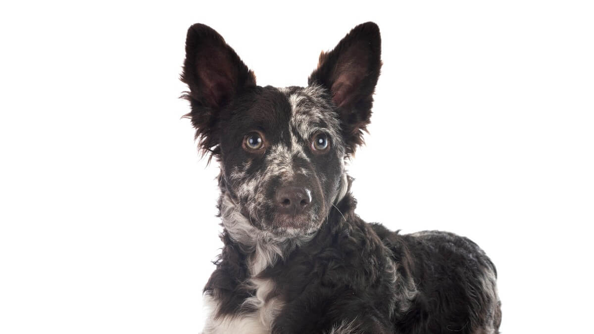 Puppy mudi in front of white background.