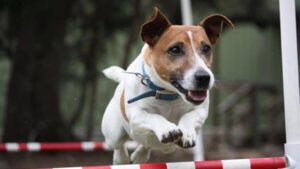 Russell Terrier jumping in Agility.