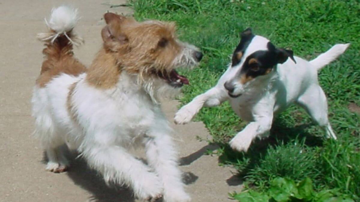 Russell Terrier