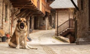 Spanish mastiff dog stands in the background of the rural house. In the village, stone house with wooden staircase with copy space