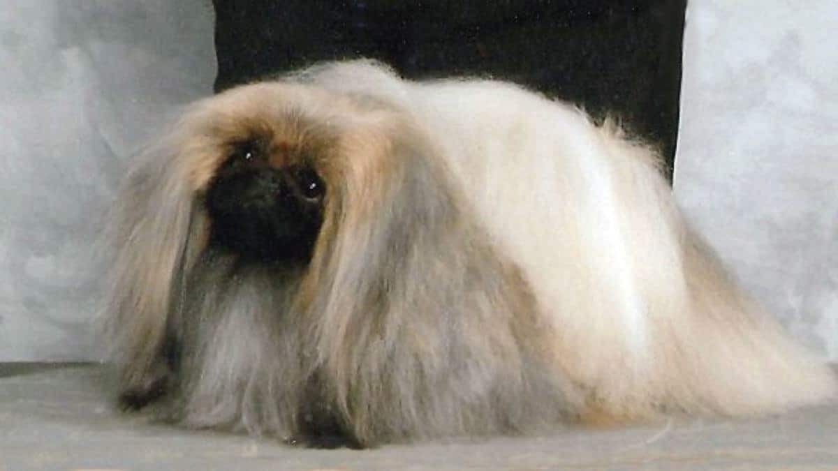 Pekingese breed at prestigious dog show in the current year