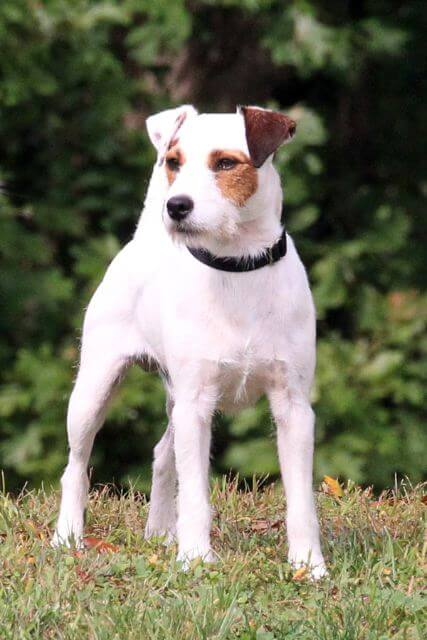 Judging the Parson Russell Terrier