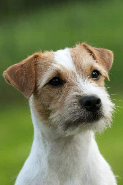 Judging the Parson Russell Terrier