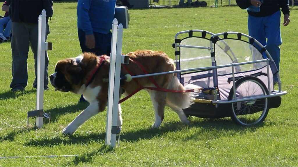 Saint Bernard