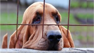 Sad dog Bloodhound looking through the bars