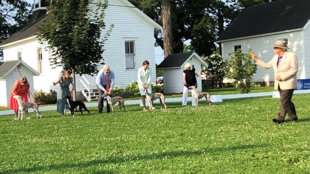 Burlington Wisconsin Kennel Club 2024 Dog Show