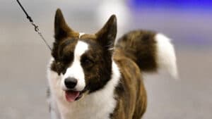 Close-up photo of a Cardigan Welsh Corgi on a leash in a dog show ring.