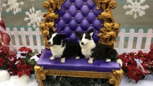 Two Cardigan Welsh Corgis sitting in a luxury chair at a dog show.