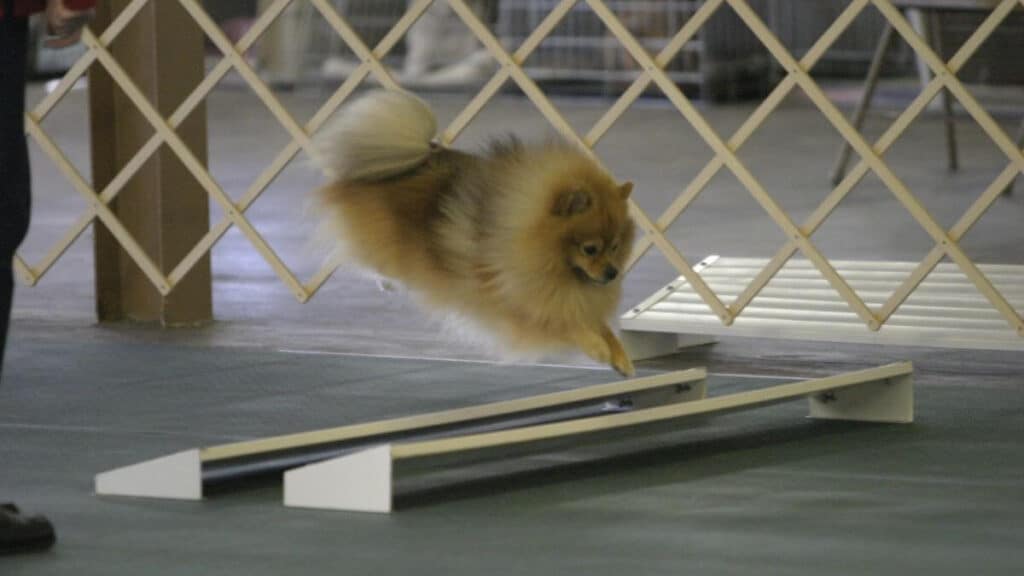 Pomeranian