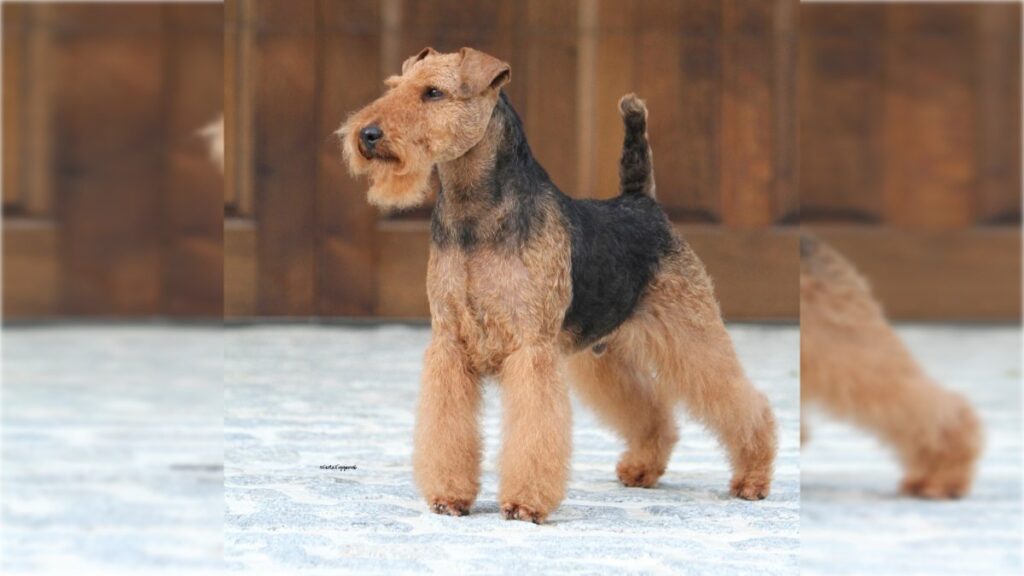 Judging the Welsh Terrier