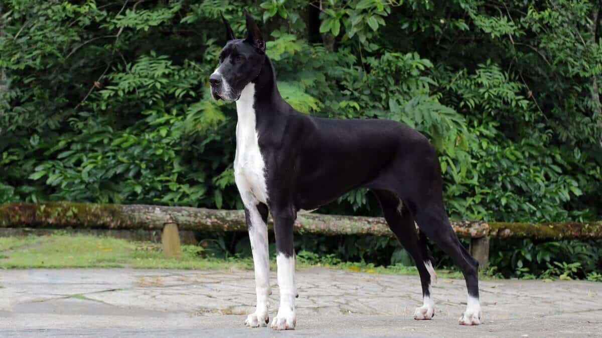 Side photo of a Great Dane.