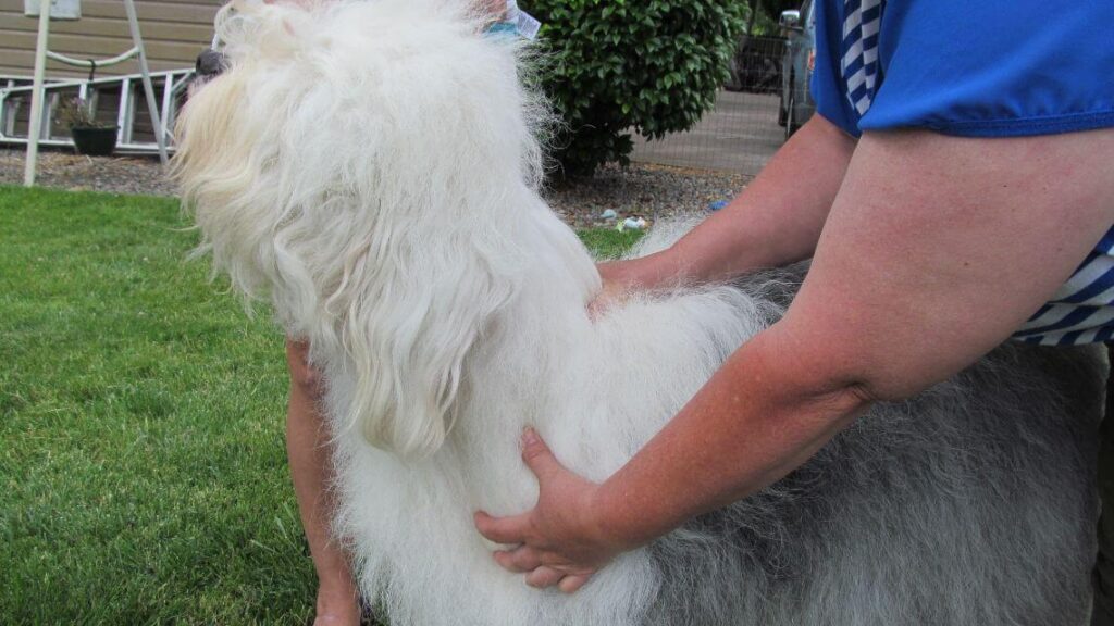 Old English Sheepdog