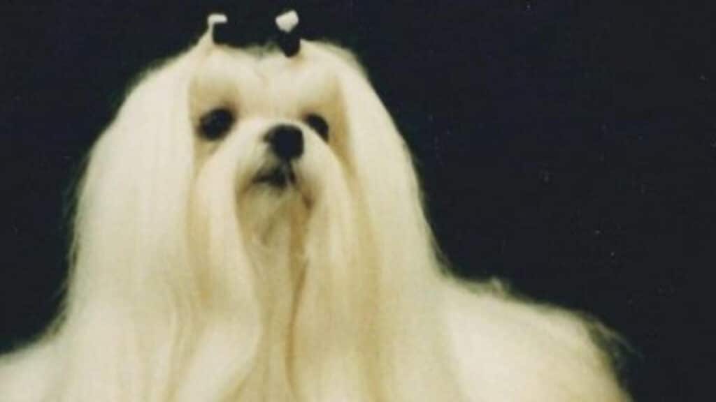Maltese Topknot History