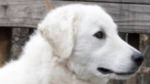 A critical aspect of judging a Kuvasz is the head, which is the most beautiful feature of the breed and must have correct proportions. Shown here: a young female.