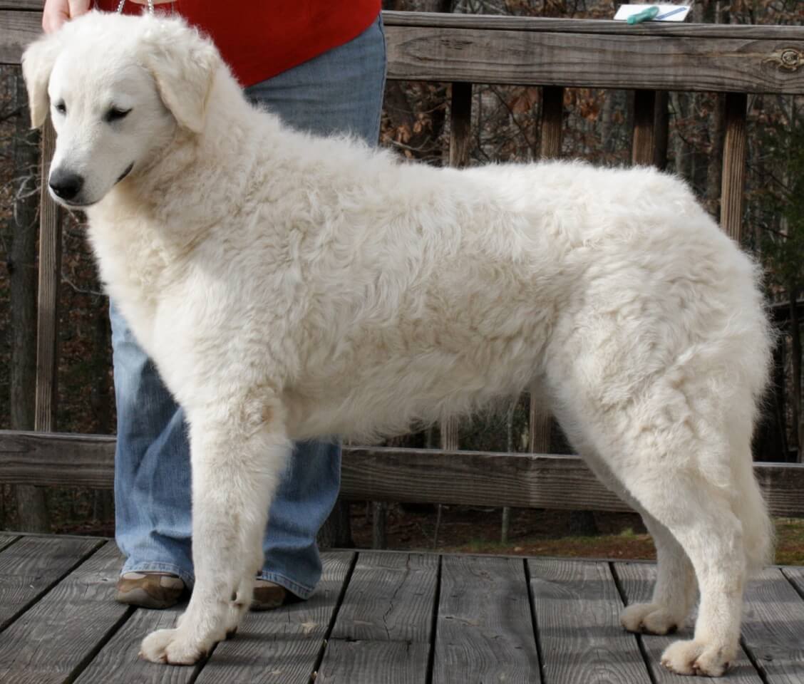 Judging the Kuvasz