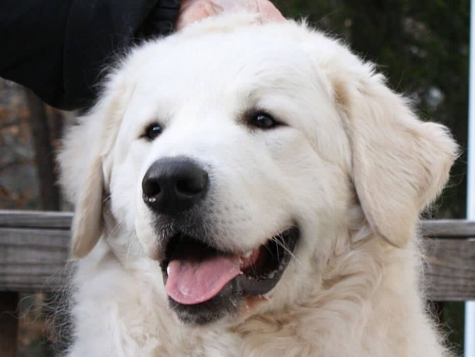 Judging the Kuvasz