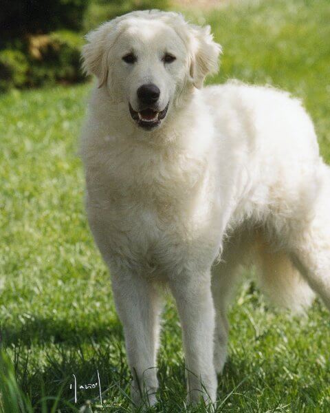 Kuvasz History